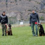 éduquer son chien avec un professionnel