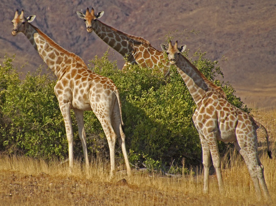 giraffes-84187_960_720