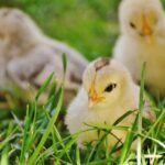 L'importance des éleveuses et ampoules chauffantes dans le développement des poussins