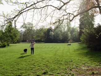 promener votre chien