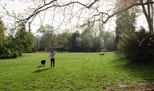 promener votre chien