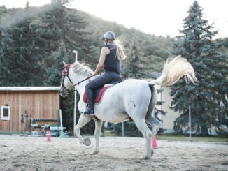 cours d'équitation