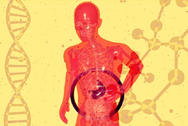 Microbiote et digestion